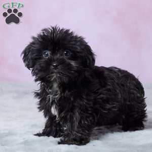 Abby, Shorkie Puppy